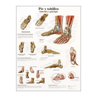 Tableau d'anatomie : pied et chevilles Tableau d'anatomie : pied et chevilles